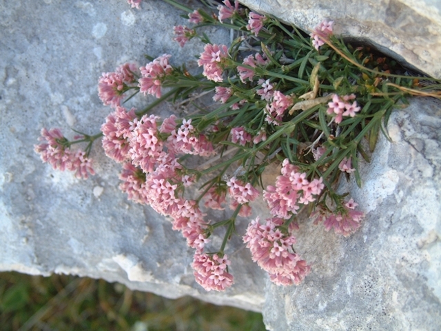 Asperula cynanchica / Stellina comune